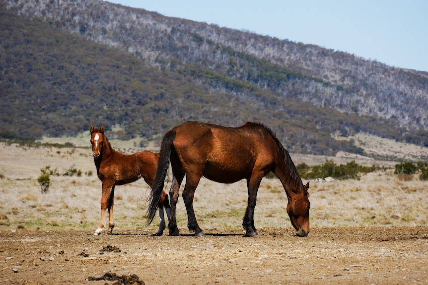 a foal and its mum stand eating grass with a huge mountain in the background