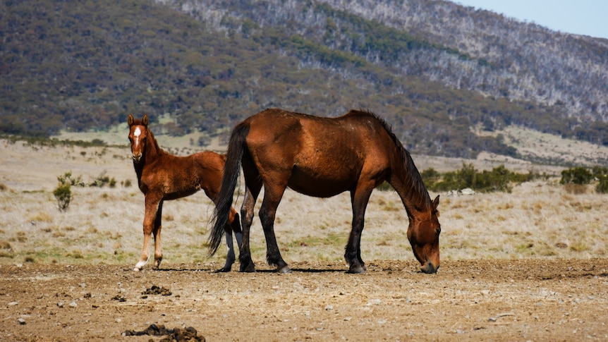 A young horse and its mother in front of a mountain.