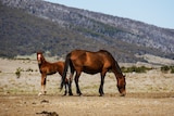 A young horse and its mother in front of a mountain.
