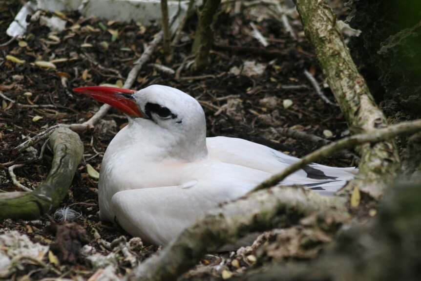 A white seabird, with a black eye and red bill, sitting down among brown dirt and leaves.