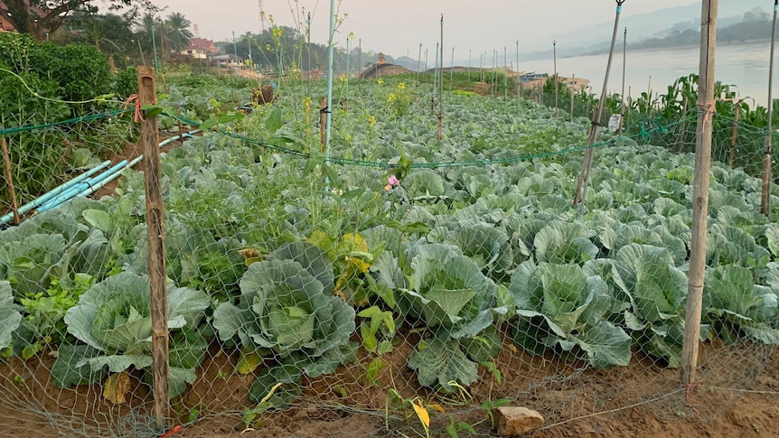 A vegetable patch along the side of the Mekong River.