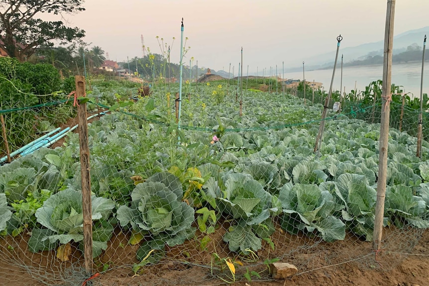 A vegetable patch along the side of the Mekong River.