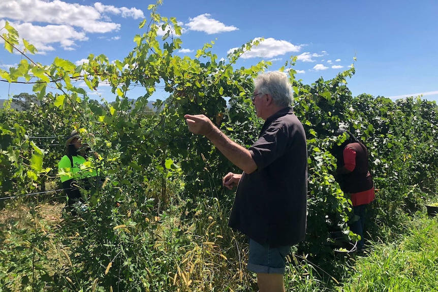 Man directing his workers on a vineyard