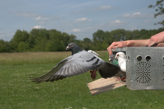 Researcher releasing pigeon