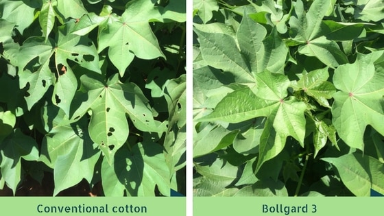 Cotton comparison