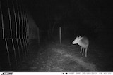 A night-time photo of a deer approaching a wire fence
