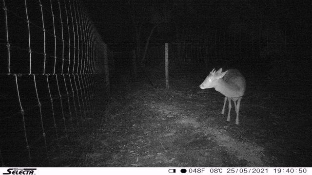 A night-time photo of a deer approaching a wire fence
