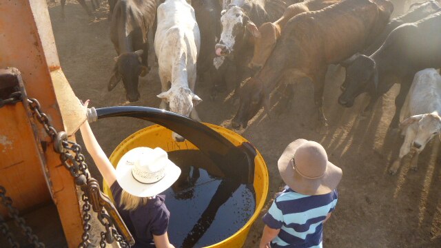 11-year-old Ruby Dyer with 12-year-old brother Sam feeding cows molasses.
