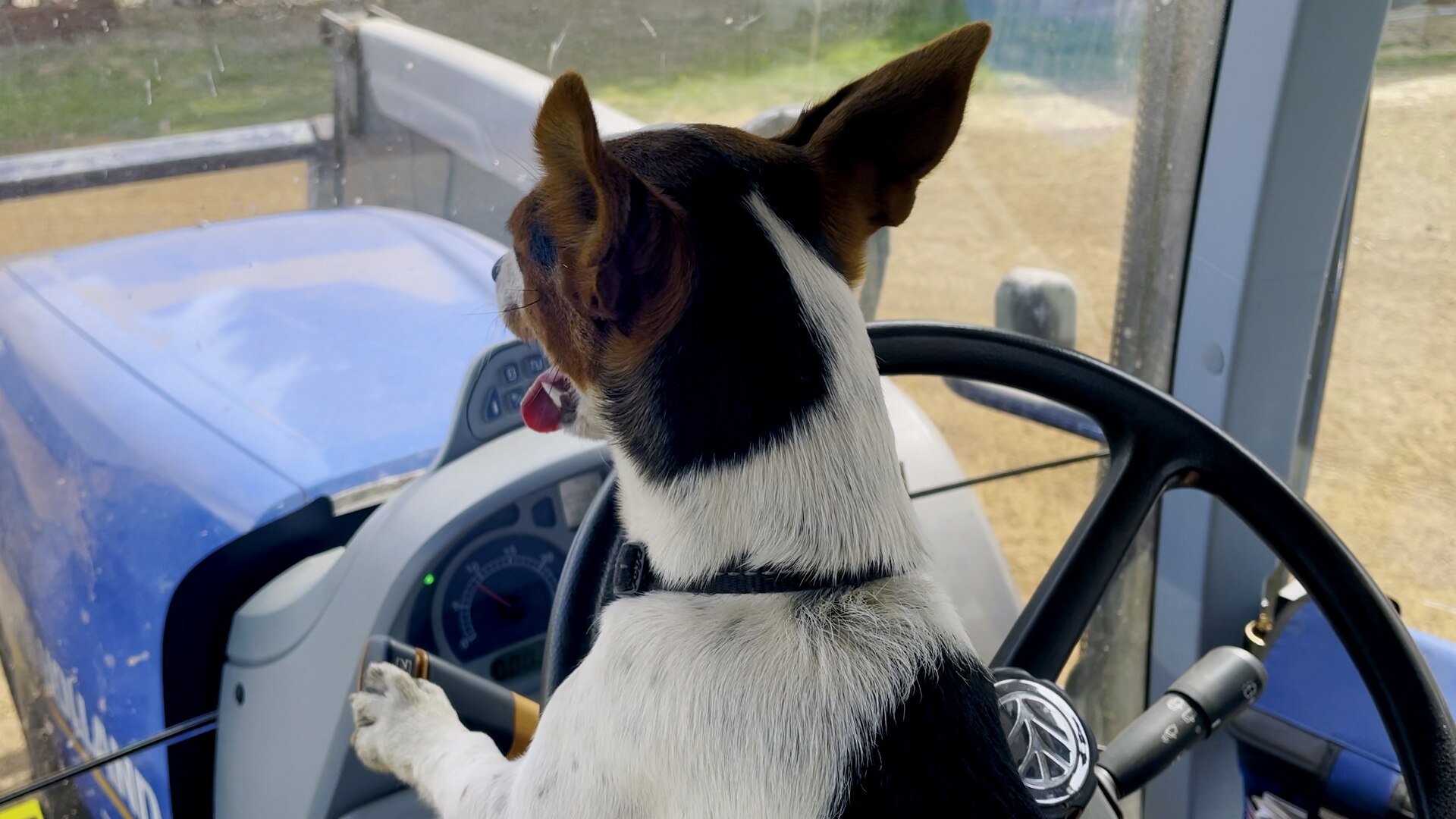 Video clip shows dogs driving his Otto Jack Russell Lexi helping out on a  farm southwest of Victoria - newsofcanada