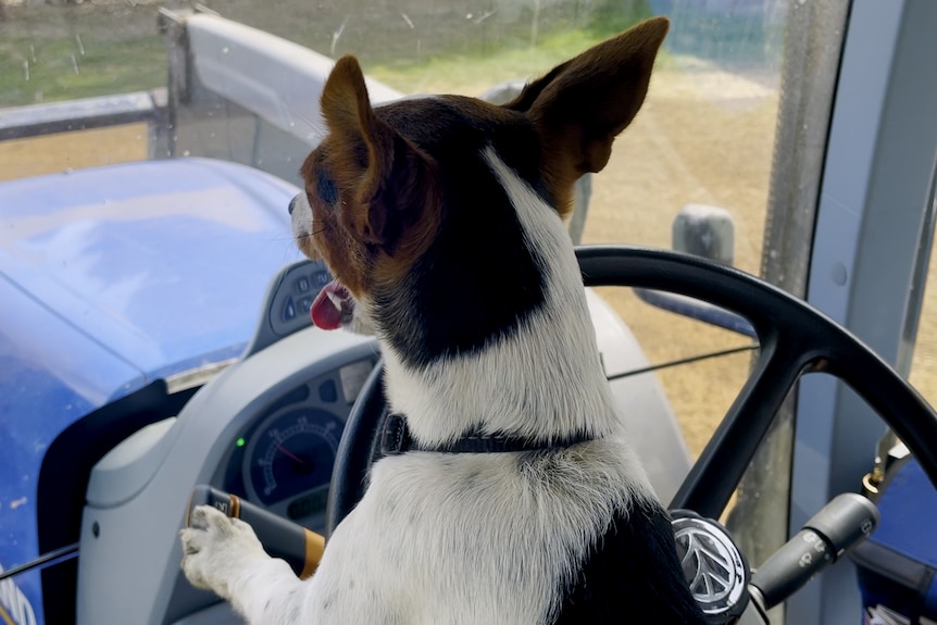 A jack russell leans on the steering wheel of a tractor.