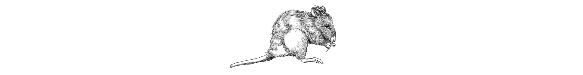 A black-and-white illustration of a bandicoot.