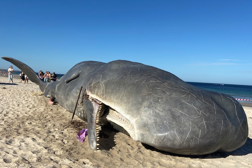 A large hyperreal whale lying on the beach