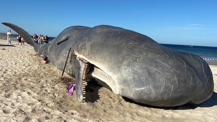 A large hyperreal whale lying on the beach