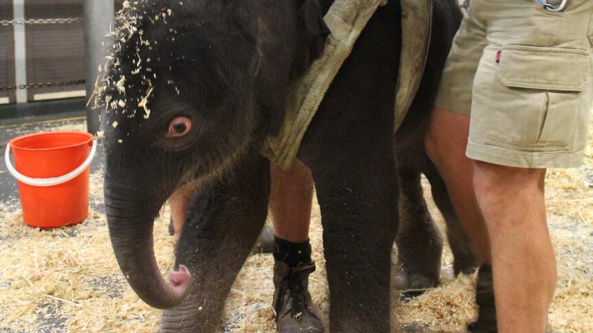 Newborn elephant