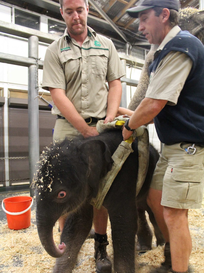 Newborn elephant