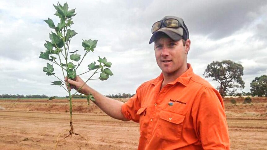 Riverina cotton grower John Durham hols a spray damaged cotton plant out of the ground