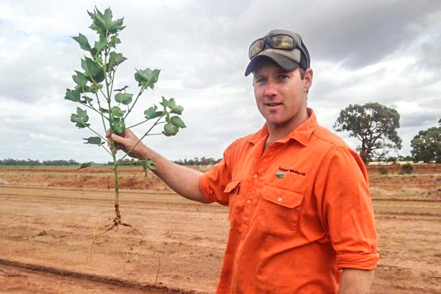 Riverina cotton grower John Durham hols a spray damaged cotton plant out of the ground