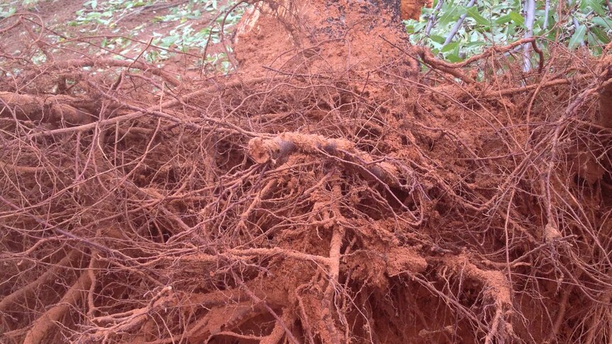 Uprooted almond tree root system covered in red soil.