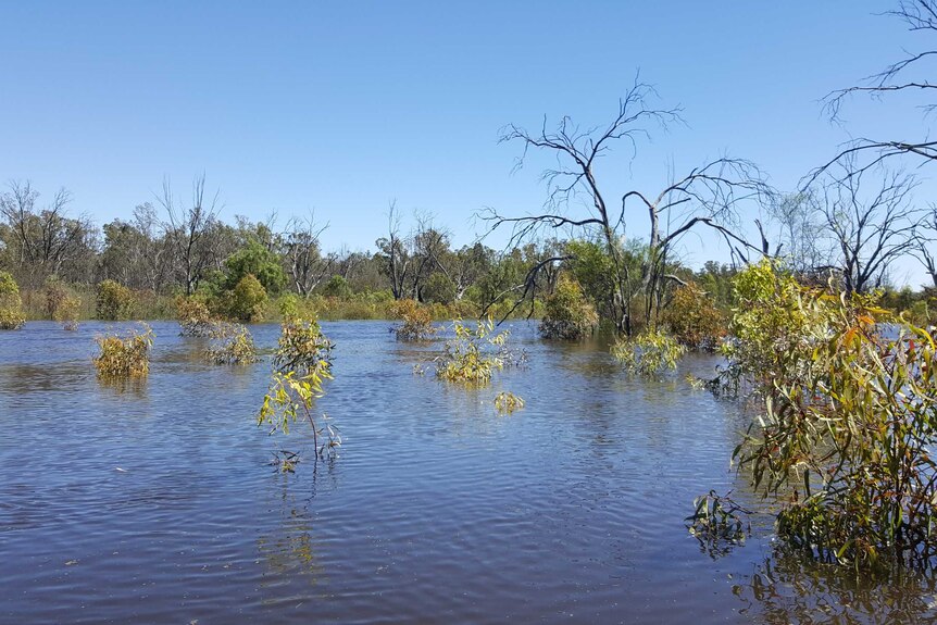 A flooded backwater near Murtho in South Australia's Riverland.