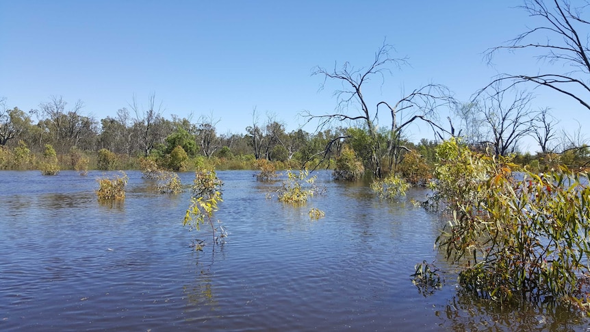 A flooded backwater near Murtho in South Australia's Riverland.