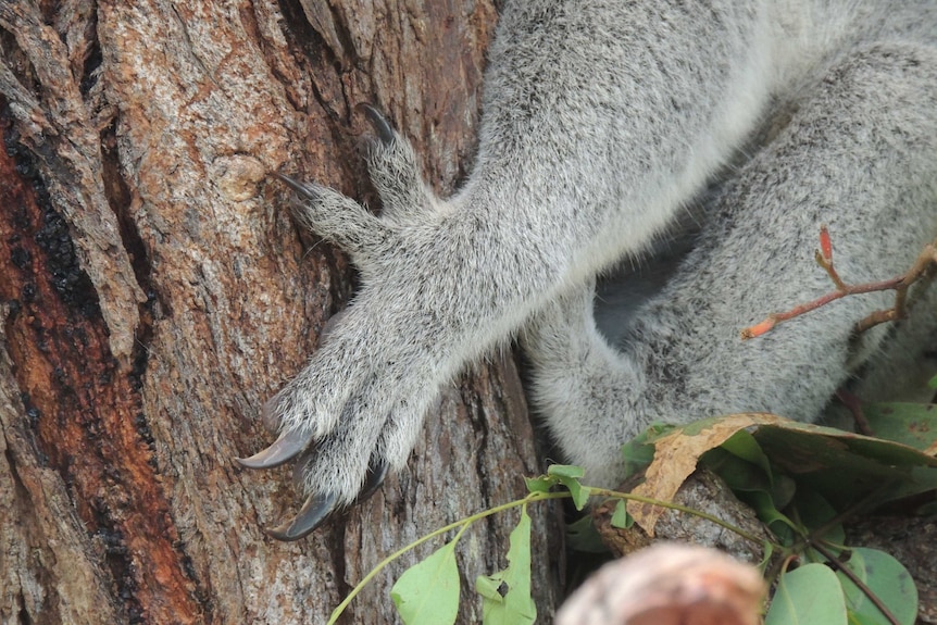 Koala claws clutching a tree trunk