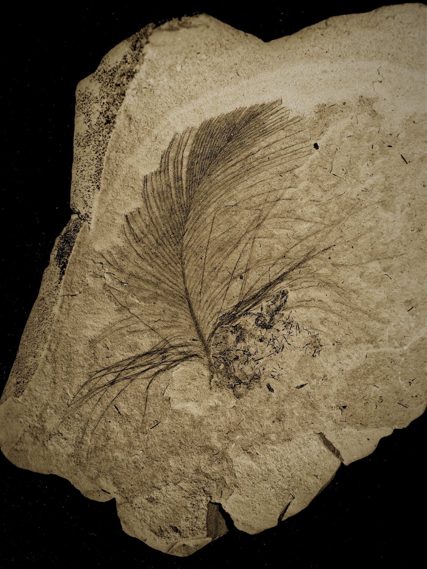 fossilised feather