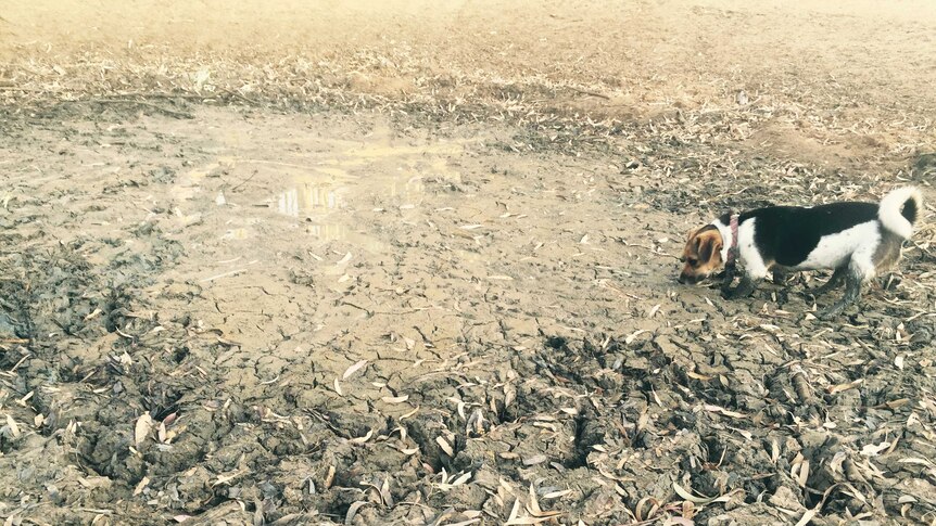 A dog tries to drink water from a dry dam, south west Victoria.