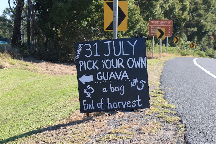 A sign reading 'Pick Your Own Guava' tied to a pole by the side of the road.
