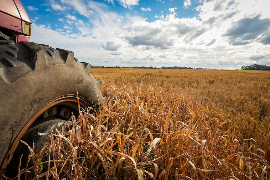 Dry rice field with a close up of a tractor wheel. 