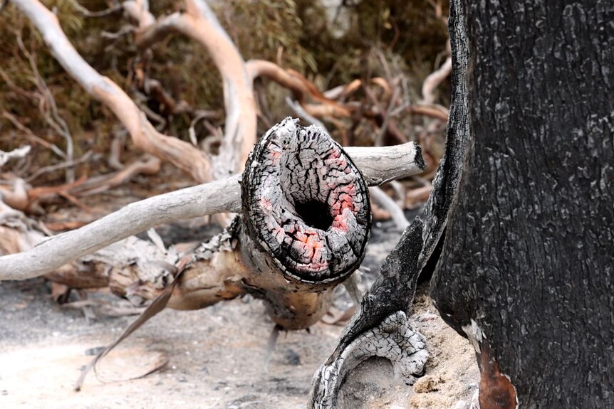 A log burns in the Great Western Woodlands