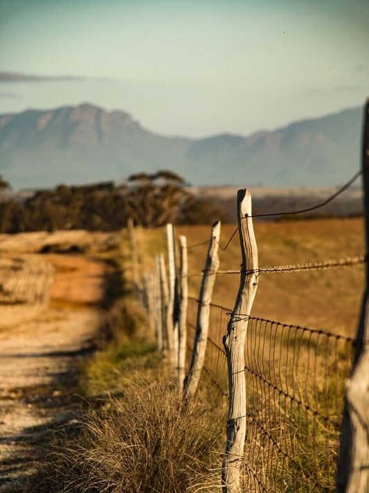 Fence line at Ongerup farm