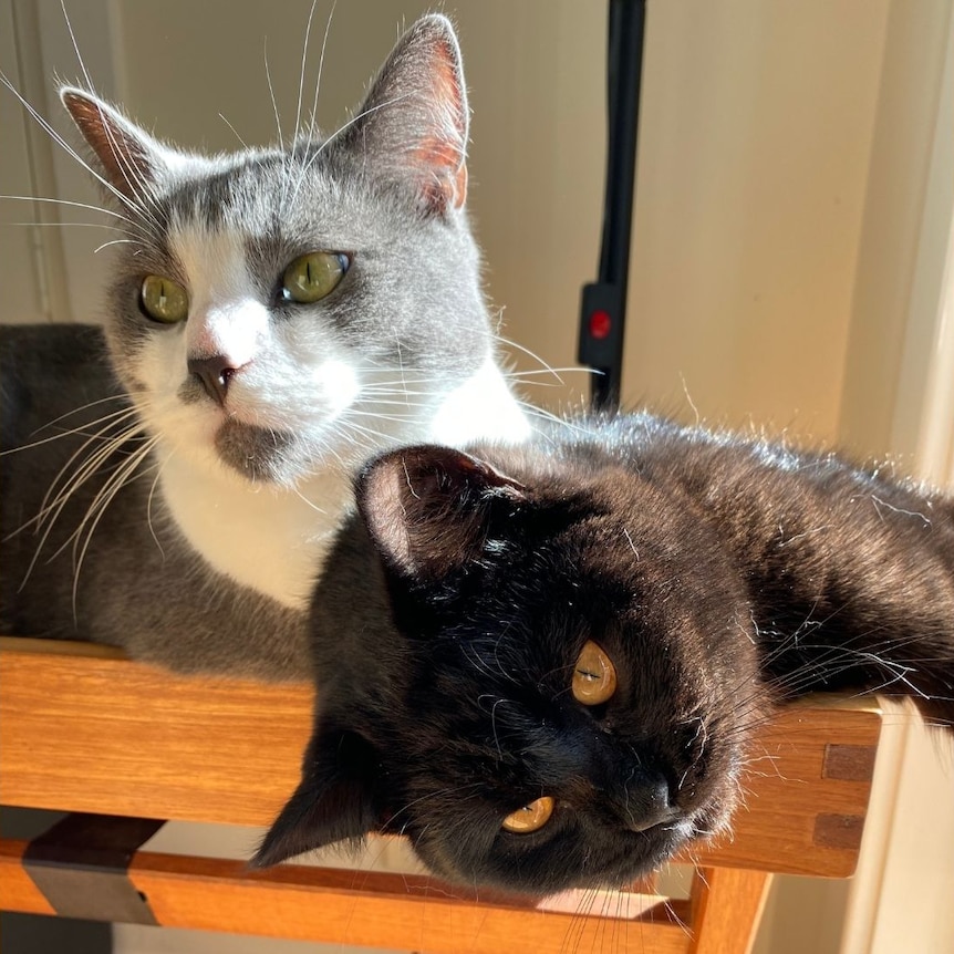 A grey and white cat and a black cat relax against each other, bathing in the sun.