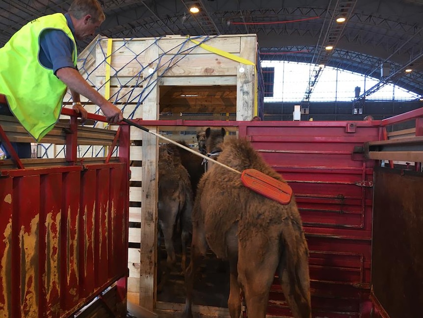 Camels being herded into a crate at an airport hanger