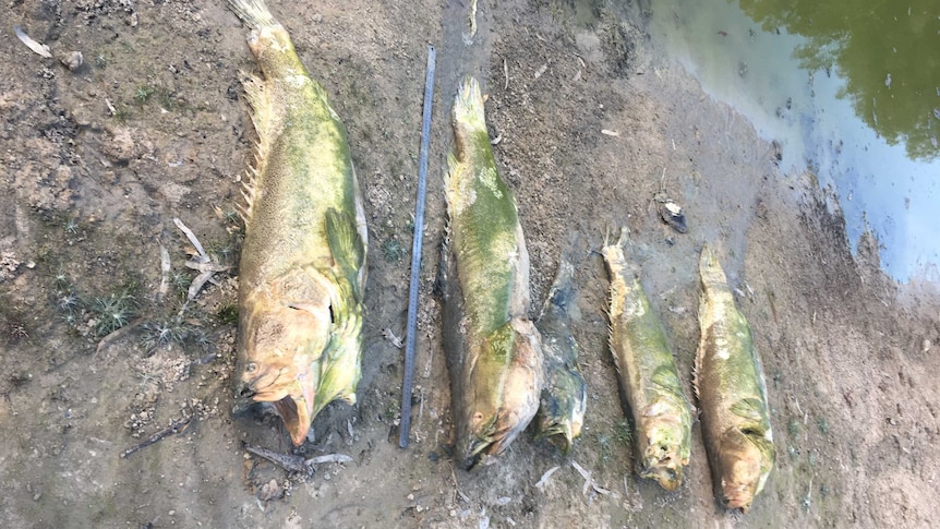 Five dead Murray Cod on the banks of the Lower Darling