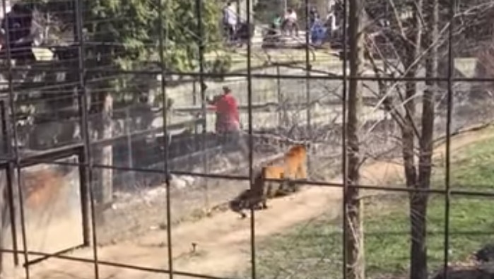 Woman jumps into Toronto Zoo tiger enclosure