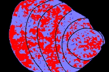 An image of the larger opalised pearl using the neutron imaging instrument DINGO