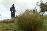 Weed management featuring serrated tussock.