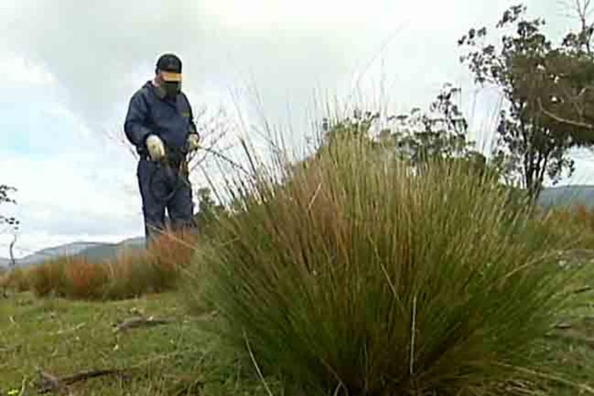 Weed management featuring serrated tussock.
