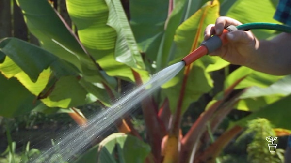 Hand holding garden hose watering garden