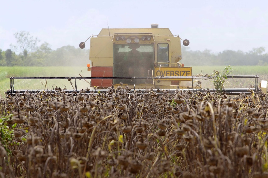 Simon Mattsson's farm in Marian