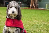 Milly a fluffy, grey and white dog dressed in a red jacket.