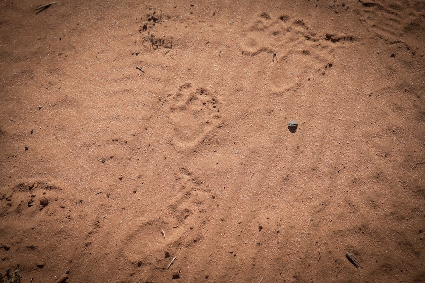 small footprints on sand caused by a northern hairy-nosed wombat. 