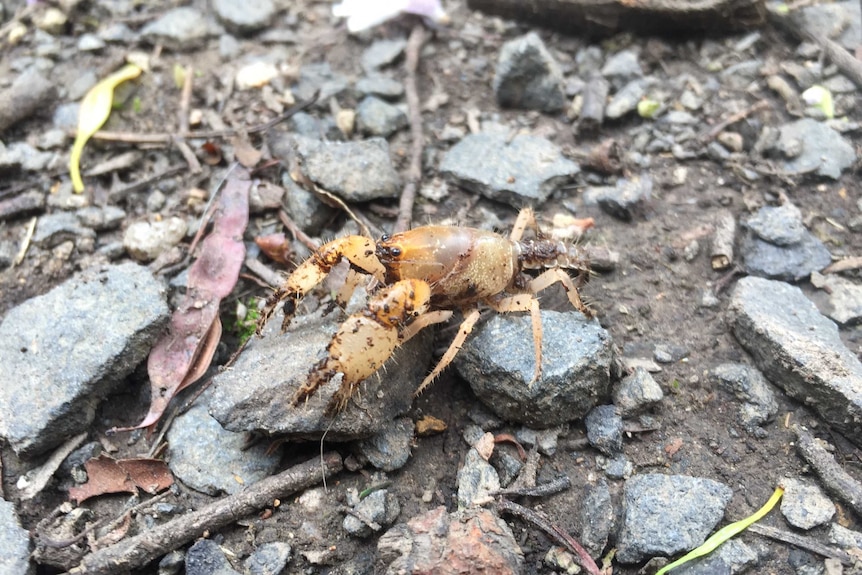 A burrowing crayfish