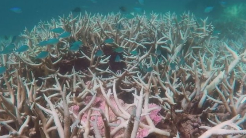Underwater surveys reveal some reefs in the north lost 80 per cent of their corals last year. (Vision courtesy ARC Centre of Excellence for Coral Reef Studies)