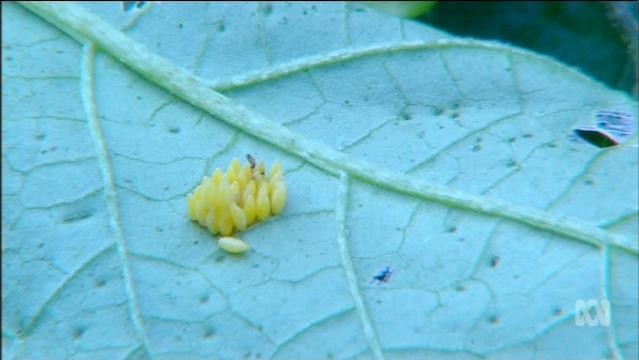 Ladybird eggs on a leaf