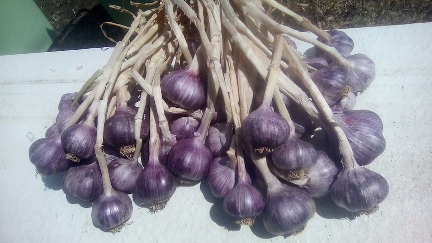 Big bunch of purple garlic plucked from a garden