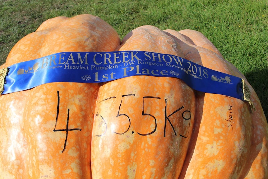 At 455.5kg, Shane Newitt's Bumblebee wins 1st Place at the Bream Creek Show, March 2018.