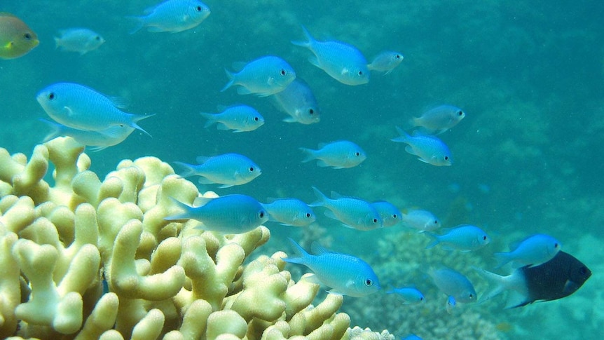 A shoal of damselfish swimming over a reef