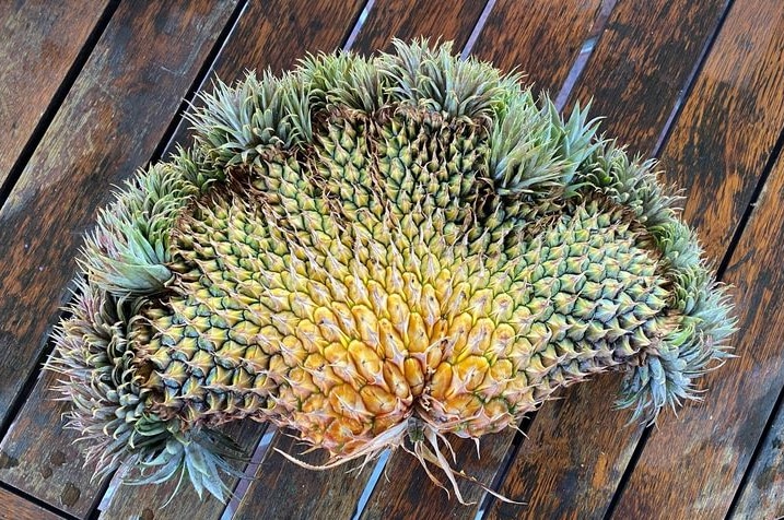 A fasciated pineapple laying on floorboards. The fruit looks like eight pineapples grown into each other and in a fan shape.