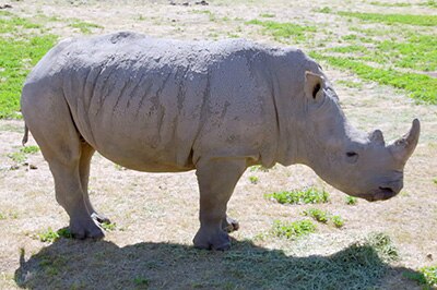 Rhinoceros calf standing on grass